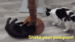 Funny Cat GIF