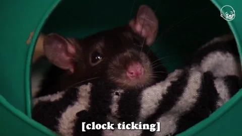 Rat Film GIF