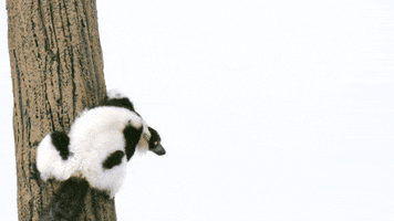 Lemur Catch You Later GIF by TELUS