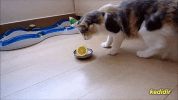 kedi cat lemon limon kedidir GIF