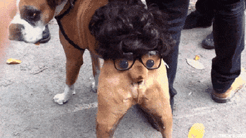 Video gif. Dog is wearing a cute yet ridiculous Halloween costume that features a wig on their butt on top of a pair of glasses with pupils inside, making a person's face out of the dog's butt. Their tail looks like the nose of the person's face and the dog is wagging its tail, which makes it look like the person is wiggling their nose rapidly.