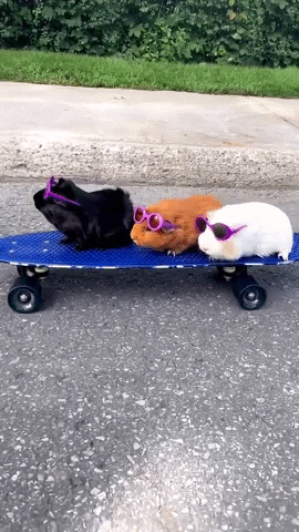 Guinea Pigs Skateboarding GIF by Storyful