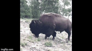 Girl GIF