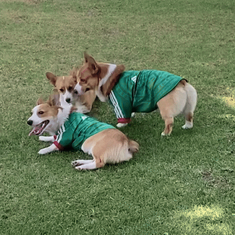 Corgi Cute Dogs GIF
