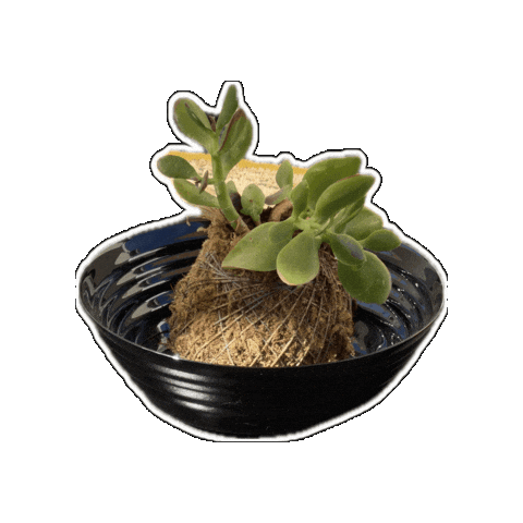 Looking Around What Is This Sticker by Rod Kim