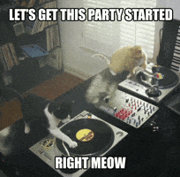 Happy Birthday Cat Gifs Get The Best Gif On Giphy
