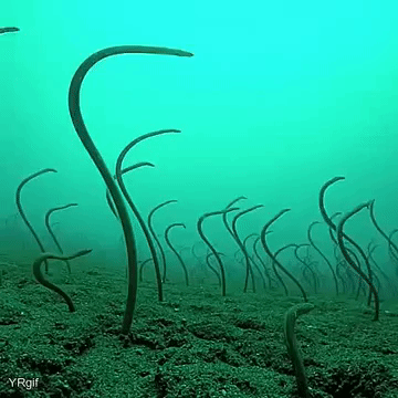 garden eels GIF