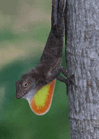 lizard reptile GIF by Head Like an Orange