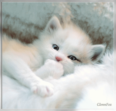 cute kitten GIF