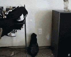 https://media1.giphy.com/media/oFH8JC9ktttbW/giphy.gif