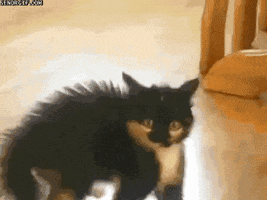 scared crazy cat GIF by Cheezburger