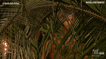 surprise arriving GIF by Isola dei Famosi