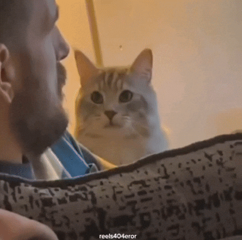 League Of Legends Cat GIF