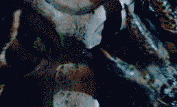 Predator GIF