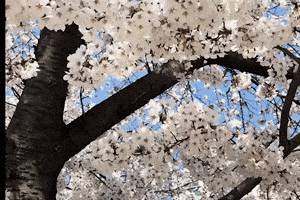 Flower Horse GIF by Tomtomi