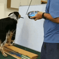 dog painter GIF
