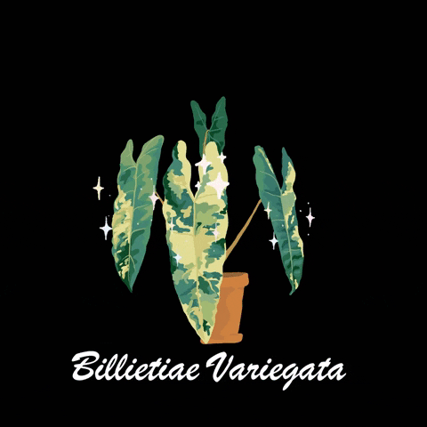 Variegatedphilodendron GIF by Monstera Mania