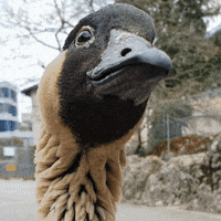 What Are You Doing Goose GIF by Natur- und Tierpark Goldau