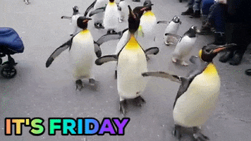 Pinguine GIFs - Find & Share on GIPHY