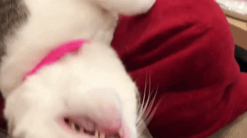 Cat Sleeping GIF