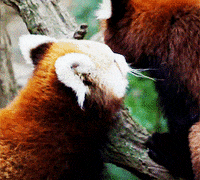 væbner cabriolet Outlaw Red-panda-vs-rock GIFs - Get the best GIF on GIPHY