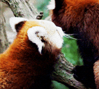 Red Panda Snow Gifs Get The Best Gif On Giphy