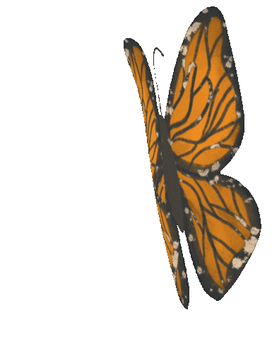 Butterfly Sticker by The Tiny Timber Co.