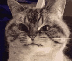 Angry Cat GIF by Yêu Lu