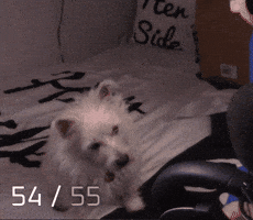 Littlerage Dance GIF