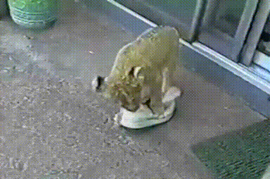lions