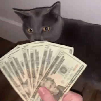 Funny Money Cat GIF