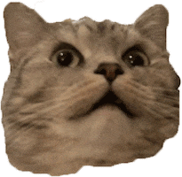 mean cat gif
