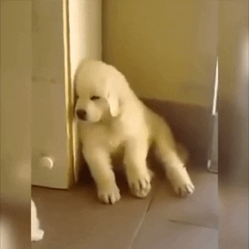 american-kennel-club  GIF
