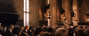 Owl GIF