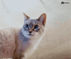 Cat GIF by Roots Investment Community