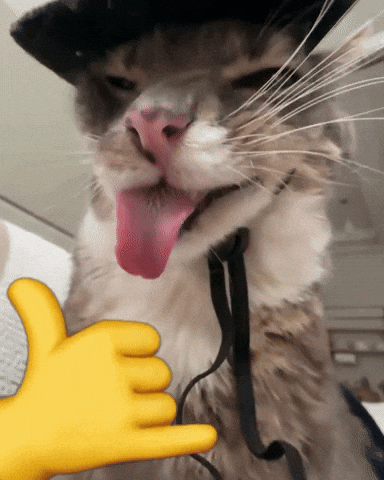 Sillycat Cat Cowboy GIF