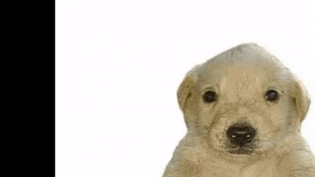 CEICUSACH GIF