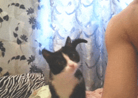 Video gif. Black and white cat paws and curls up against a man's arm.