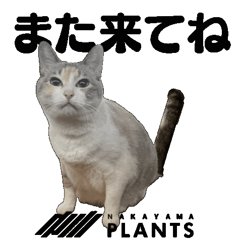 Scindapsus Sticker by NakayamaPlants