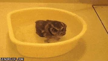 http://media1.giphy.com/media/oeU7Hfj98ySaI/200.gif