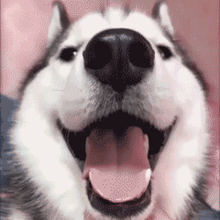 Happy Dog GIF by Tikivideo - Find & Share on GIPHY