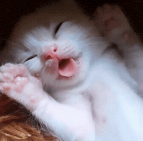 Cute Cat GIF