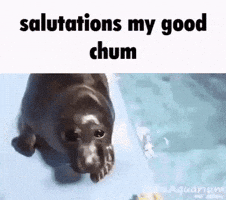 Seal Hello GIF