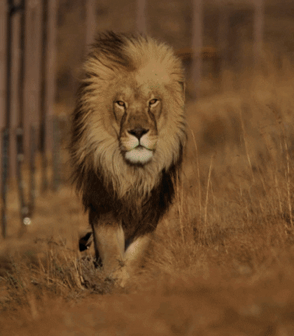 Lion King GIF by FOUR PAWS Australia