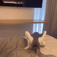 Vibe Vibing GIF