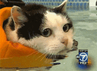 Cat-at-pool GIFs - Get the best GIF on GIPHY