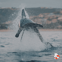 Flyingfish GIFs - Find & Share on GIPHY