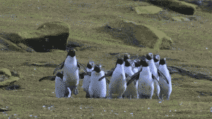 Video gif. Group of penguins hop together as they chase a butterfly that flies above them.