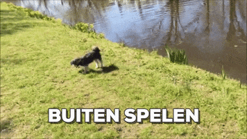 rikki dog playing hondje buiten spelen GIF