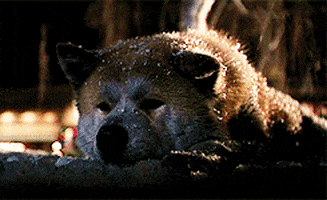 hachiko a dogs story dog GIF